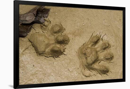 Jaguar Footprints, Yasuni NP, Amazon Rainforest, Ecuador-Pete Oxford-Framed Photographic Print