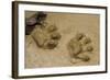 Jaguar Footprints, Yasuni NP, Amazon Rainforest, Ecuador-Pete Oxford-Framed Photographic Print