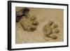 Jaguar Footprints, Yasuni NP, Amazon Rainforest, Ecuador-Pete Oxford-Framed Photographic Print