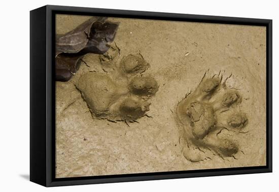 Jaguar Footprints, Yasuni NP, Amazon Rainforest, Ecuador-Pete Oxford-Framed Stretched Canvas