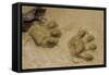 Jaguar Footprints, Yasuni NP, Amazon Rainforest, Ecuador-Pete Oxford-Framed Stretched Canvas