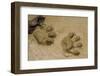 Jaguar Footprints, Yasuni NP, Amazon Rainforest, Ecuador-Pete Oxford-Framed Photographic Print