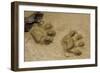 Jaguar Footprints, Yasuni NP, Amazon Rainforest, Ecuador-Pete Oxford-Framed Photographic Print