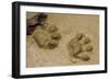 Jaguar Footprints, Yasuni NP, Amazon Rainforest, Ecuador-Pete Oxford-Framed Photographic Print