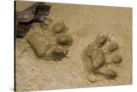 Jaguar Footprints, Yasuni NP, Amazon Rainforest, Ecuador-Pete Oxford-Stretched Canvas