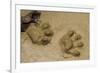 Jaguar Footprints, Yasuni NP, Amazon Rainforest, Ecuador-Pete Oxford-Framed Photographic Print