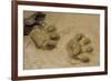 Jaguar Footprints, Yasuni NP, Amazon Rainforest, Ecuador-Pete Oxford-Framed Photographic Print