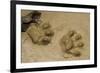 Jaguar Footprints, Yasuni NP, Amazon Rainforest, Ecuador-Pete Oxford-Framed Photographic Print