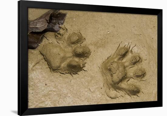 Jaguar Footprints, Yasuni NP, Amazon Rainforest, Ecuador-Pete Oxford-Framed Photographic Print