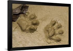 Jaguar Footprints, Yasuni NP, Amazon Rainforest, Ecuador-Pete Oxford-Framed Photographic Print