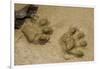 Jaguar Footprints, Yasuni NP, Amazon Rainforest, Ecuador-Pete Oxford-Framed Premium Photographic Print