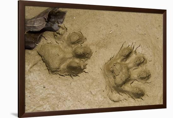 Jaguar Footprints, Yasuni NP, Amazon Rainforest, Ecuador-Pete Oxford-Framed Premium Photographic Print