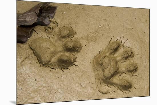 Jaguar Footprints, Yasuni NP, Amazon Rainforest, Ecuador-Pete Oxford-Mounted Premium Photographic Print