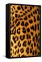 Jaguar Fur-Siede Preis-Framed Stretched Canvas