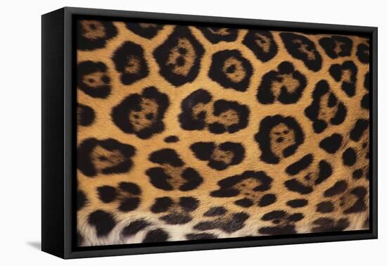 Jaguar Fur-DLILLC-Framed Stretched Canvas