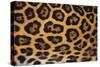 Jaguar Fur-DLILLC-Stretched Canvas