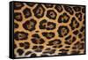 Jaguar Fur-DLILLC-Framed Stretched Canvas