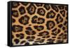 Jaguar Fur-DLILLC-Framed Stretched Canvas