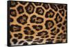 Jaguar Fur-DLILLC-Framed Stretched Canvas