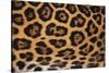 Jaguar Fur-DLILLC-Stretched Canvas