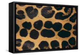 Jaguar Fur-DLILLC-Framed Stretched Canvas