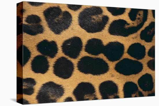 Jaguar Fur-DLILLC-Stretched Canvas