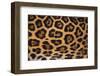 Jaguar Fur-DLILLC-Framed Premium Photographic Print