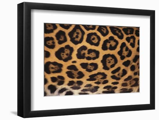 Jaguar Fur-DLILLC-Framed Premium Photographic Print