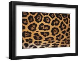 Jaguar Fur-DLILLC-Framed Premium Photographic Print