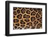 Jaguar Fur-DLILLC-Framed Premium Photographic Print