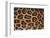 Jaguar Fur-DLILLC-Framed Premium Photographic Print