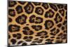 Jaguar Fur-DLILLC-Mounted Premium Photographic Print