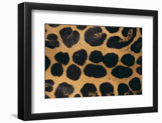 Jaguar Fur-DLILLC-Framed Premium Photographic Print