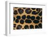 Jaguar Fur-DLILLC-Framed Premium Photographic Print