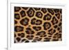 Jaguar Fur-DLILLC-Framed Photographic Print