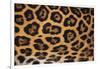 Jaguar Fur-DLILLC-Framed Photographic Print