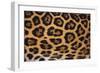 Jaguar Fur-DLILLC-Framed Photographic Print