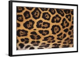 Jaguar Fur-DLILLC-Framed Photographic Print