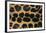 Jaguar Fur-DLILLC-Framed Photographic Print