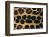 Jaguar Fur-DLILLC-Framed Photographic Print