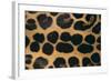 Jaguar Fur-DLILLC-Framed Photographic Print