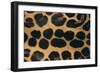 Jaguar Fur-DLILLC-Framed Photographic Print