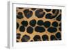 Jaguar Fur-DLILLC-Framed Photographic Print