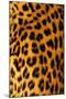 Jaguar Fur-Siede Preis-Mounted Photographic Print