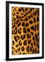 Jaguar Fur-Siede Preis-Framed Photographic Print