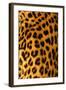 Jaguar Fur-Siede Preis-Framed Photographic Print