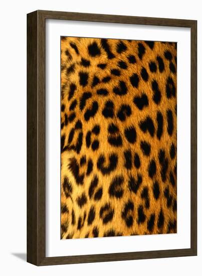 Jaguar Fur-Siede Preis-Framed Photographic Print