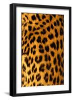 Jaguar Fur-Siede Preis-Framed Photographic Print