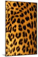 Jaguar Fur-Siede Preis-Mounted Photographic Print