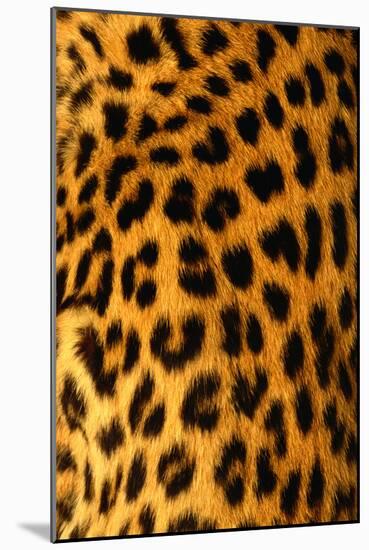 Jaguar Fur-Siede Preis-Mounted Photographic Print